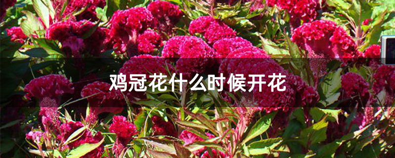鸡冠花什么时候开花