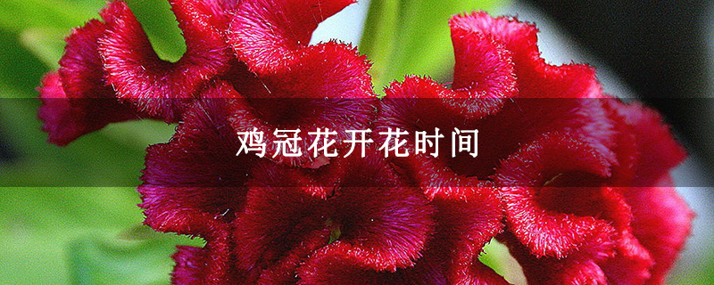 鸡冠花开花时间