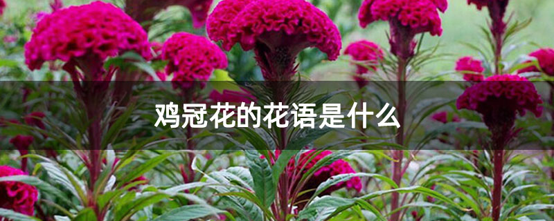 鸡冠花的花语是什么