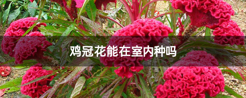 鸡冠花能在室内种吗