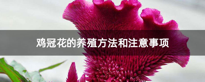 鸡冠花的养殖方法和注意事项