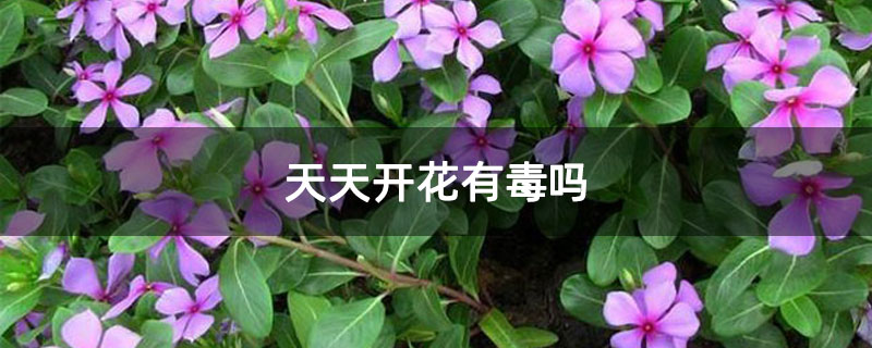 天天开花有毒吗