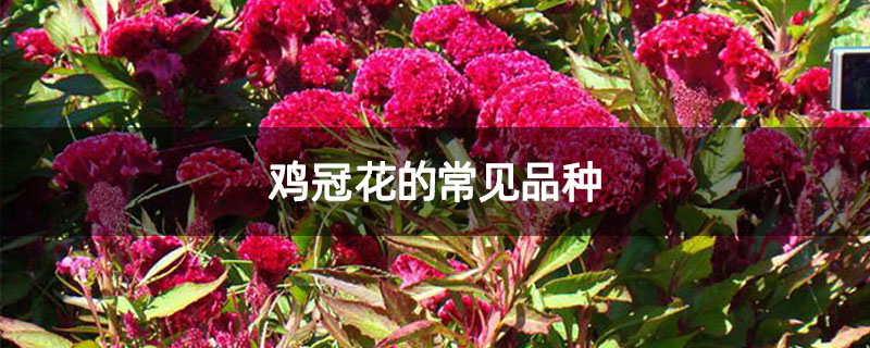 鸡冠花的常见品种