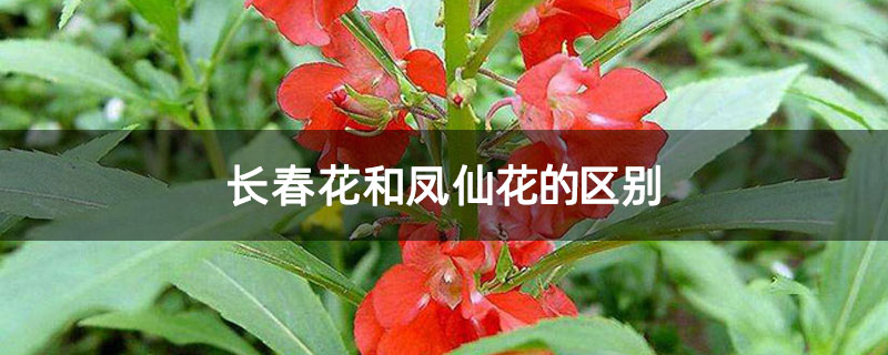 长春花和凤仙花的区别