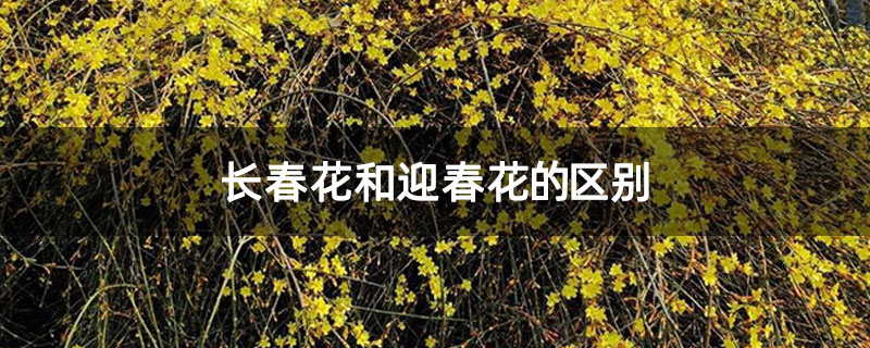 长春花和迎春花的区别