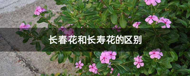 长春花和长寿花的区别