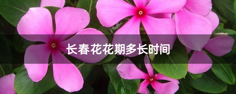 长春花花期多长时间