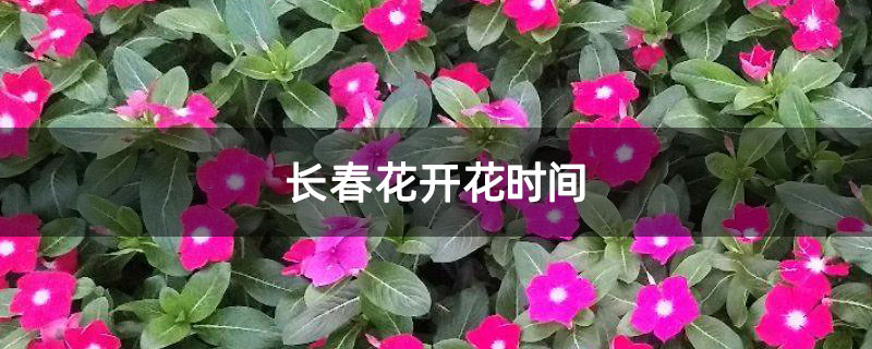 长春花开花时间