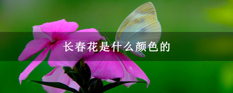 长春花是什么颜色的