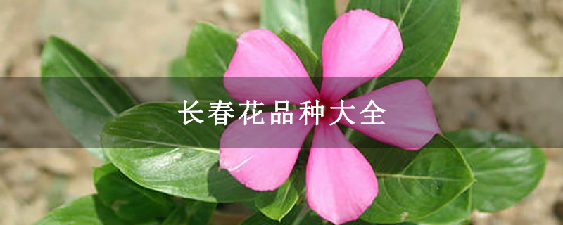 长春花品种大全