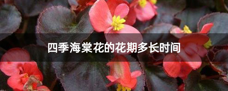 四季海棠花的花期多长时间