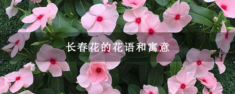 长春花的花语和寓意