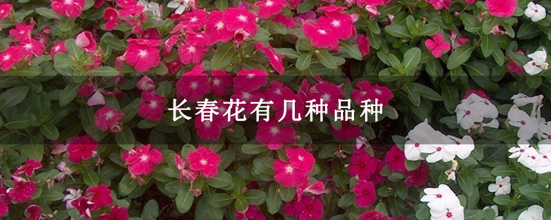 长春花有几种品种