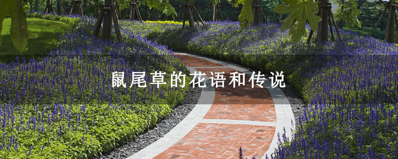 鼠尾草的花语和传说
