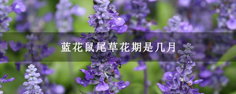 蓝花鼠尾草花期是几月