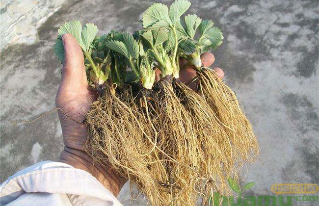 甜查理草莓 甜查理草莓