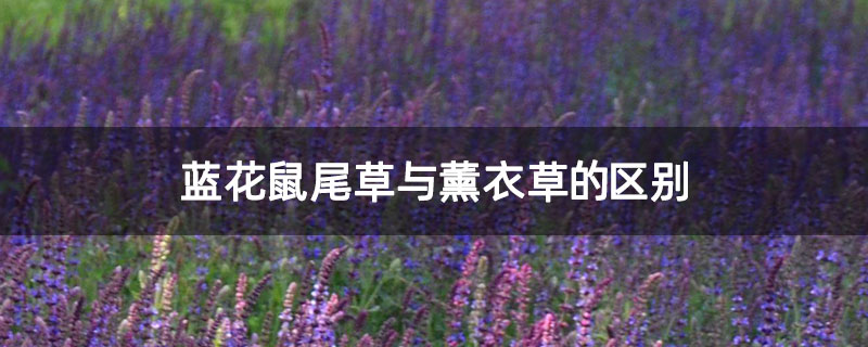 蓝花鼠尾草与薰衣草的区别