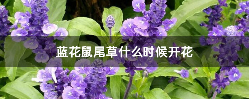 蓝花鼠尾草什么时候开花