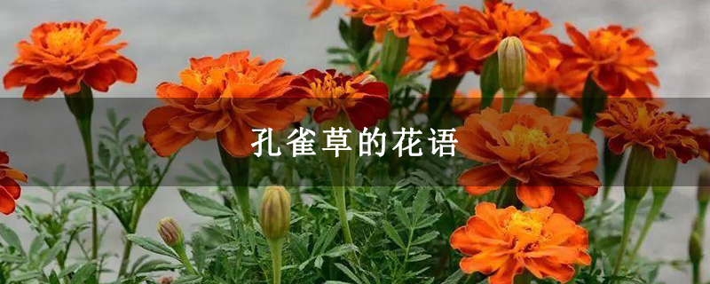 孔雀草的花语