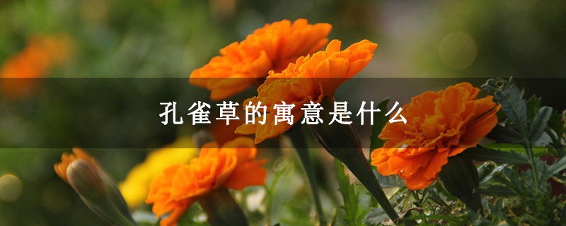 孔雀草的寓意是什么