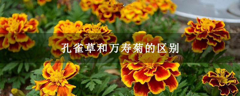 孔雀草和万寿菊的区别
