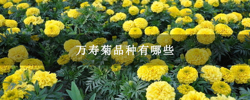 万寿菊品种有哪些