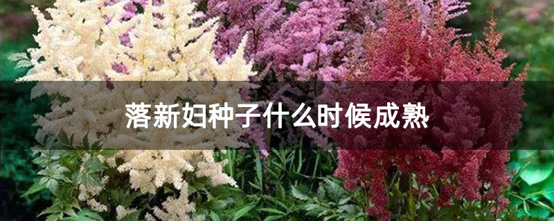 落新妇种子如何收集