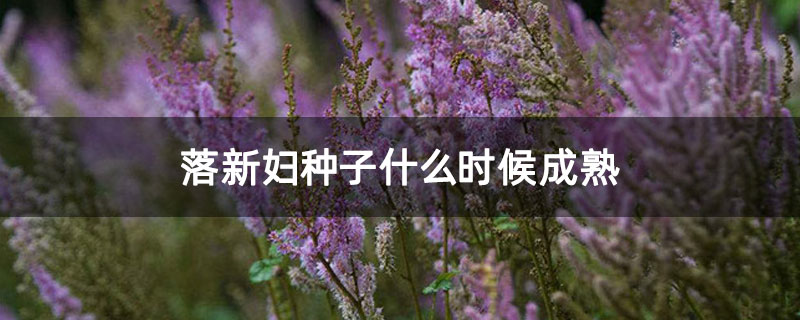 落新妇种子什么时候成熟
