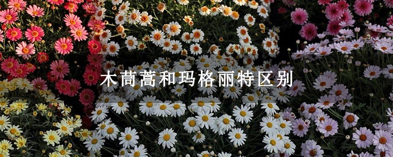 木茼蒿和玛格丽特区别