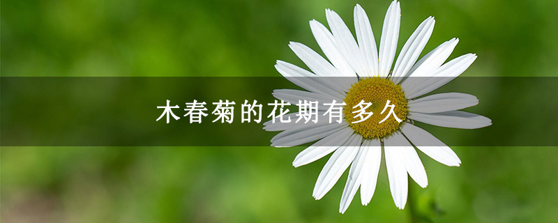 木春菊的花期有多久