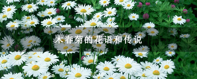 木春菊的花语和传说