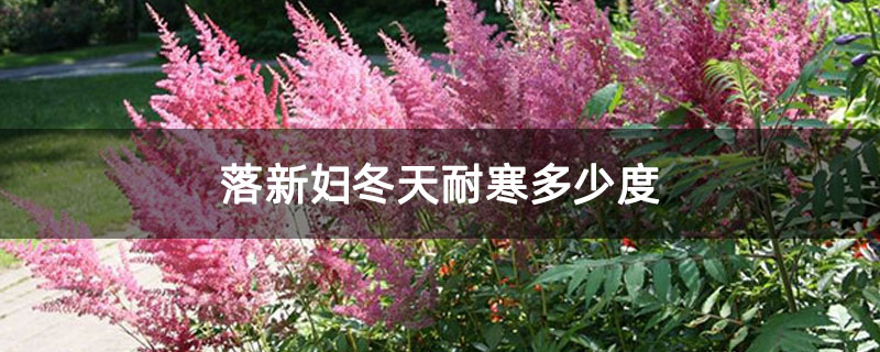 落新妇冬天耐寒多少度