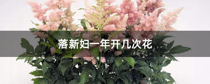 落新妇一年开几次花