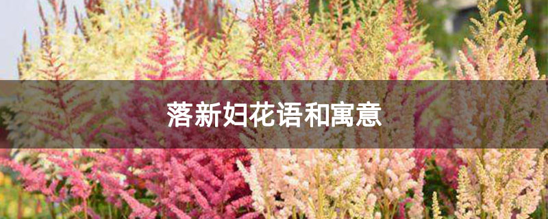 落新妇花语和寓意
