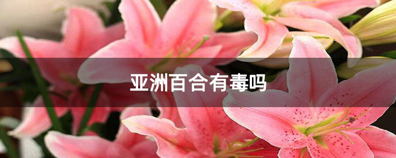 亚洲百合有毒吗