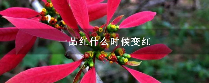 一品红什么时候变红