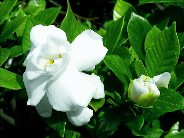 栀子花