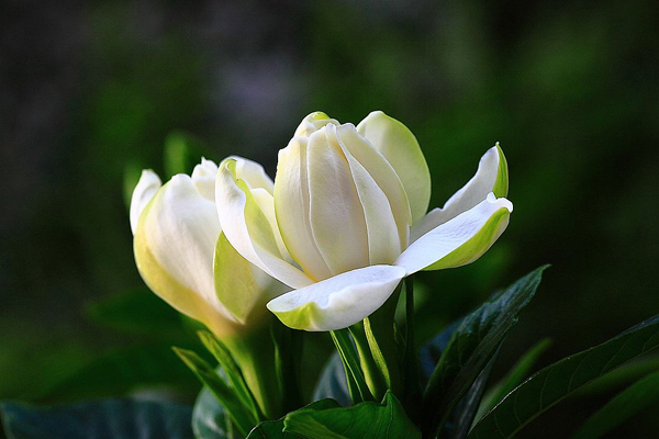 栀子花