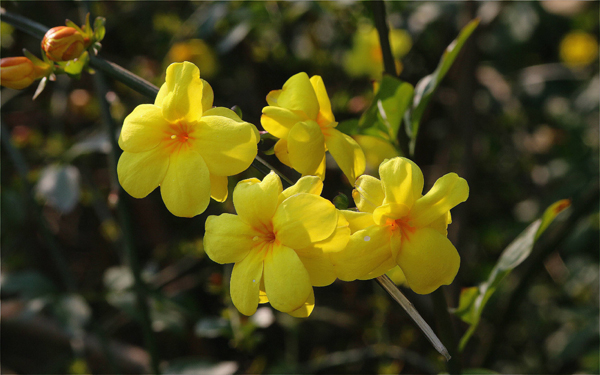 迎春花