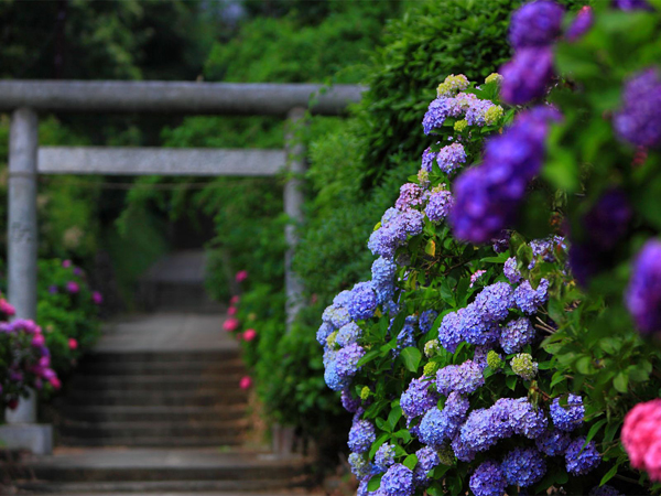 紫阳花