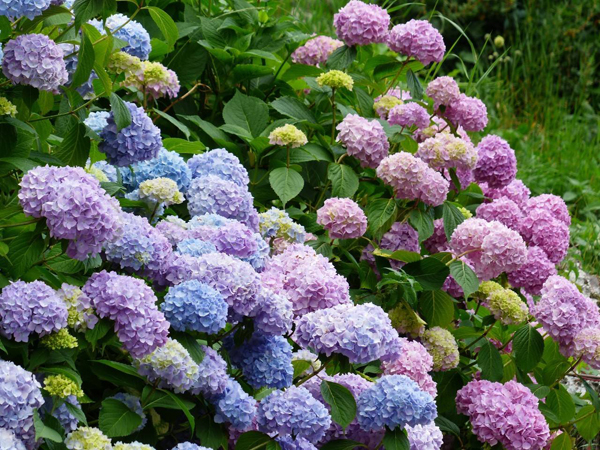 紫阳花