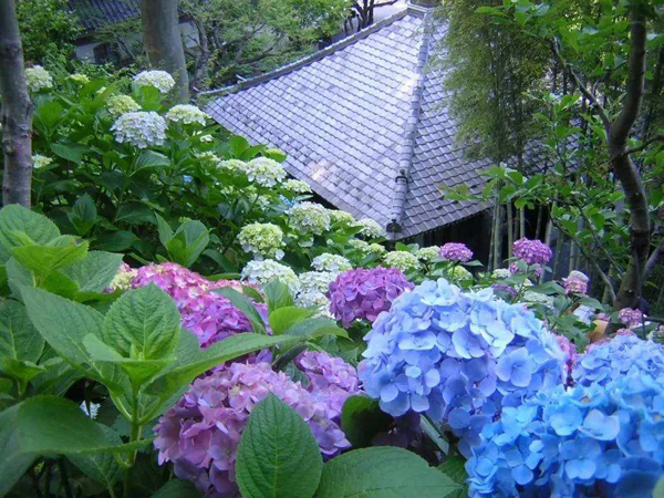 紫阳花