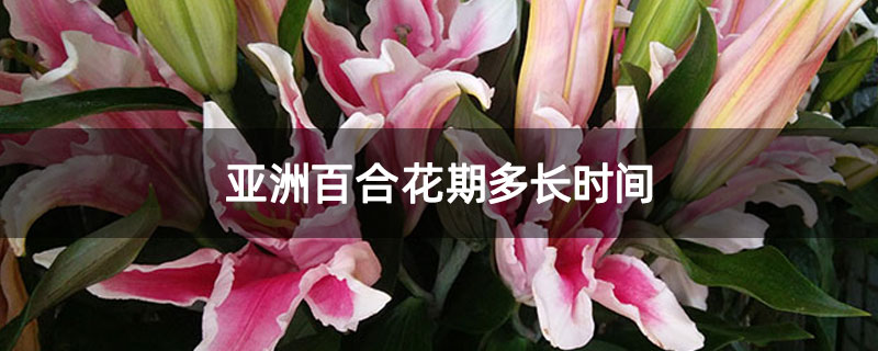 亚洲百合花期多长时间
