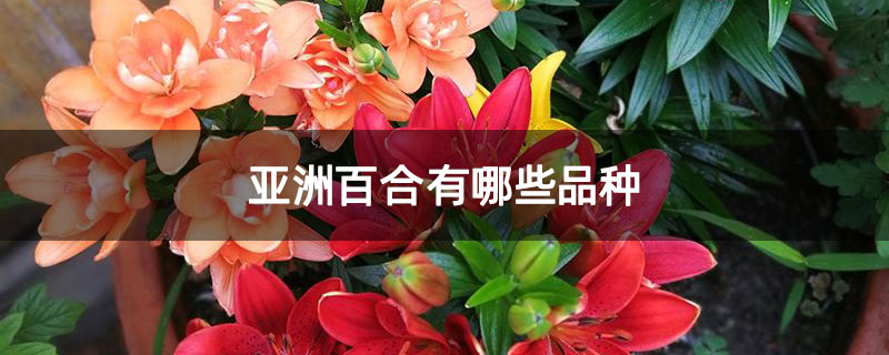 亚洲百合有哪些品种