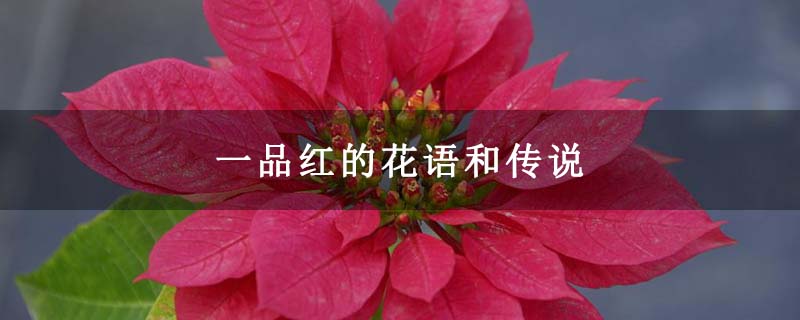 一品红的花语和传说