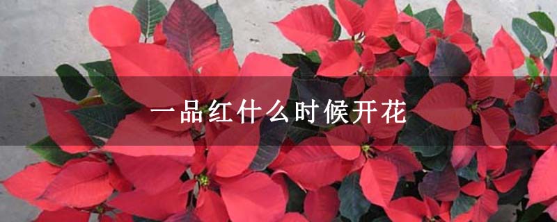 一品红什么时候开花