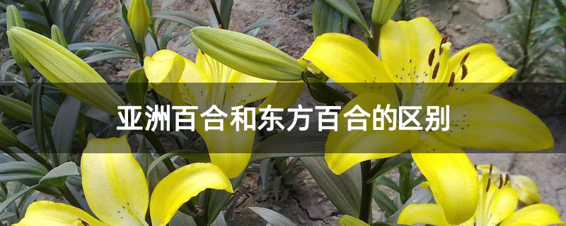 亚洲百合和东方百合的区别