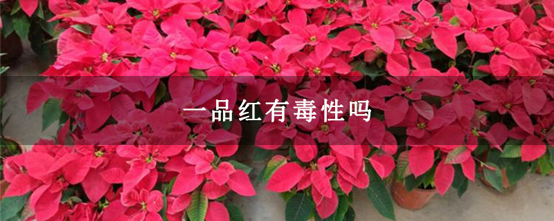 一品红有毒性吗