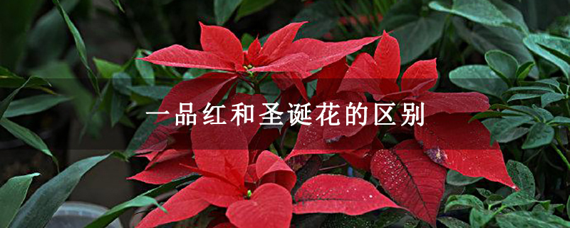 一品红和圣诞花的区别