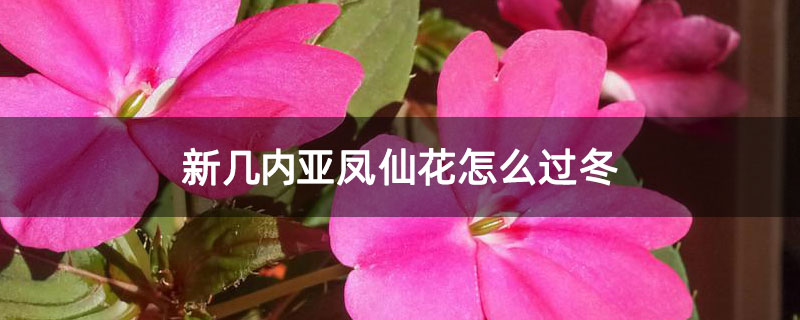 新几内亚凤仙花怎么过冬
